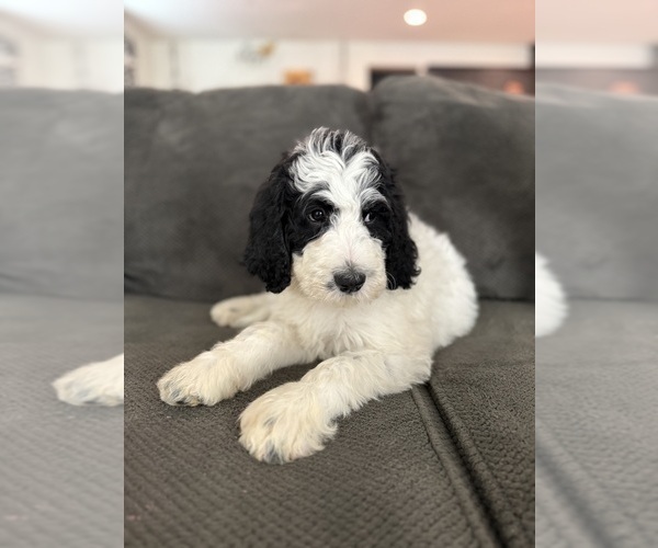 Medium Photo #12 Bernedoodle Puppy For Sale in MENIFEE, CA, USA