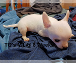 Small Photo #2 Chihuahua Puppy For Sale in BELLE FOURCHE, SD, USA
