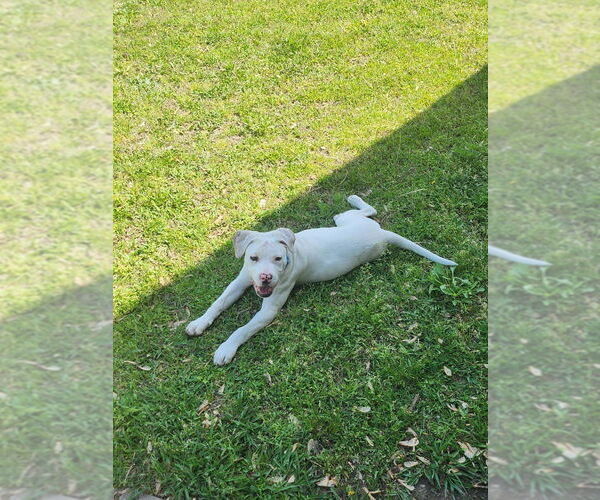 Medium Photo #1 American Pit Bull Terrier-Unknown Mix Puppy For Sale in Claremore, OK, USA