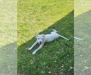 American Pit Bull Terrier-Unknown Mix Dogs for adoption in Claremore, OK, USA