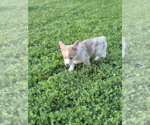Medium Photo #2 Pembroke Welsh Corgi Puppy For Sale in WINFIELD, PA, USA