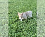 Small #1 Pembroke Welsh Corgi
