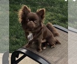 Small Photo #1 Chihuahua Puppy For Sale in SAN ANTONIO, TX, USA