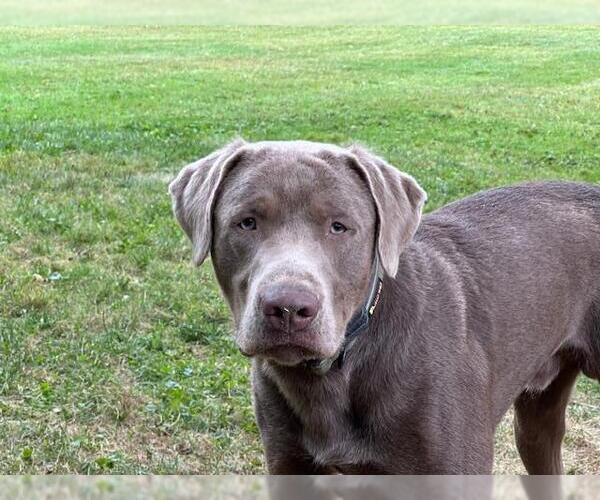 Medium Photo #1 Labrador Retriever Puppy For Sale in Warrington, PA, USA