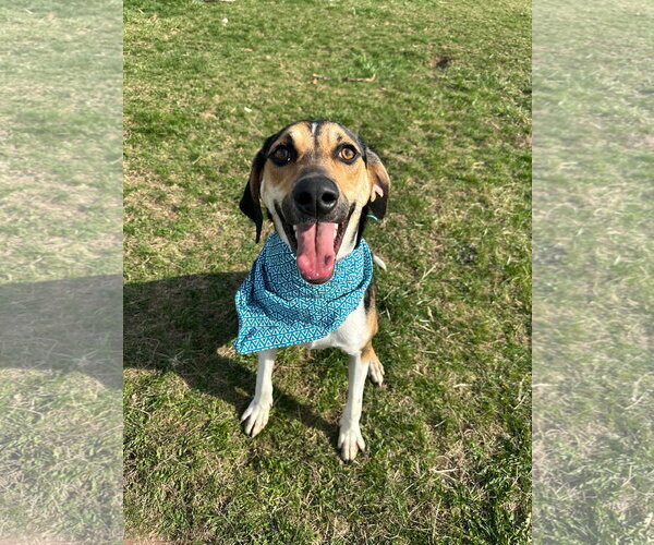 Medium Photo #19 Treeing Walker Coonhound-Unknown Mix Puppy For Sale in Germantown, OH, USA
