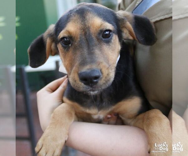 Medium Photo #3 Labrador Retriever-Unknown Mix Puppy For Sale in Washington, DC, USA