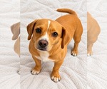 Small Photo #2 Frengle Puppy For Sale in La Verne, CA, USA