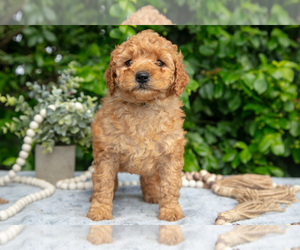 Medium Goldendoodle (Miniature)