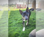 Small #2 American Pit Bull Terrier Mix