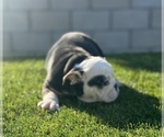 Small #11 English Bulldog