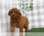 Small #1 Goldendoodle (Miniature)