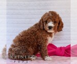 Small #3 Goldendoodle (Miniature)