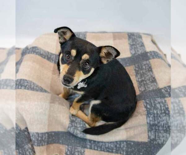 Medium Photo #2 Chihuahua-Unknown Mix Puppy For Sale in Kennesaw, GA, USA