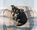 Small #1 Chihuahua Mix