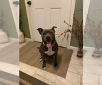Small #1 American Pit Bull Terrier Mix