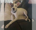 Small #1 Italian Greyhound Mix