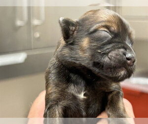 Poodle (Miniature)-Unknown Mix Dogs for adoption in Martinez, CA, USA