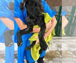Mutt Dogs for adoption in Calgary, Alberta, Canada