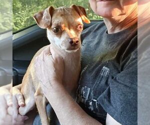 Chihuahua-Unknown Mix Dogs for adoption in Overland Park, KS, USA