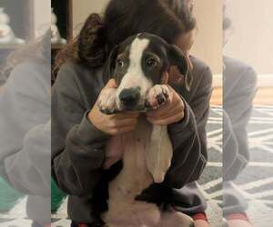 Floyd Rs : Rufus - Male Beagle-Unknown Mix Dog for Adoption - Photo #4