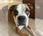Small #12 Boxer