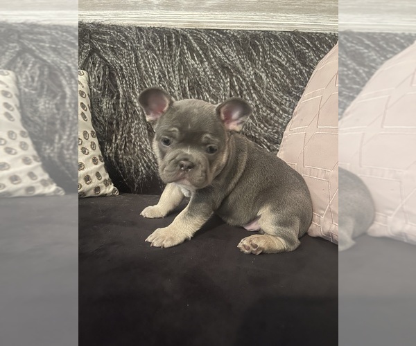 Medium Photo #2 French Bulldog Puppy For Sale in CINCINNATI, OH, USA