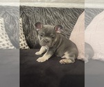 Small #1 French Bulldog