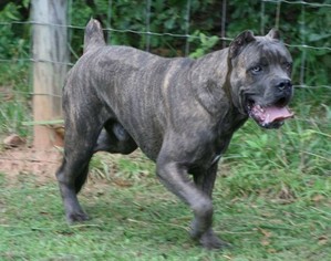 Father of the Cane Corso puppies born on 01/12/2018