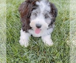 Small Photo #5 Aussie-Poo Puppy For Sale in BOYDS, MD, USA