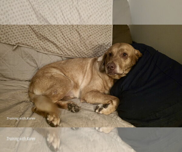 Medium Photo #6 Labrador Retriever Puppy For Sale in Millsboro, DE, USA
