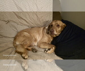 Turbo - Male Labrador Retriever Dog for Adoption - Photo #6
