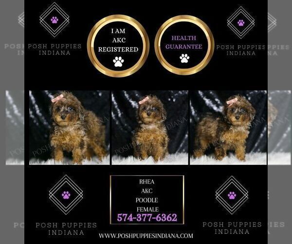 Medium Photo #112 Poodle (Miniature) Puppy For Sale in WARSAW, IN, USA