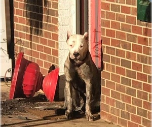 Dogo Argentino Puppy for sale in DALLAS, GA, USA