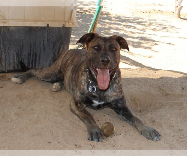 Medium Photo #7 Mastiff-Unknown Mix Puppy For Sale in Apple Valley, CA, USA