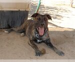 Small #6 Mastiff Mix