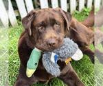 Small #4 Labrador Retriever