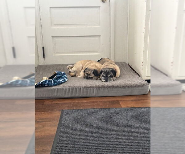 Medium Photo #8 Pug Puppy For Sale in Indianapolis, IN, USA