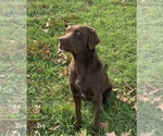 Small Photo #1 Labrador Retriever Puppy For Sale in MANSFIELD, MO, USA