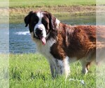 Small Photo #1 Saint Bernard Puppy For Sale in SYRACUSE, IN, USA