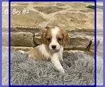 Small Photo #6 Cavapoo Puppy For Sale in EL RENO, OK, USA