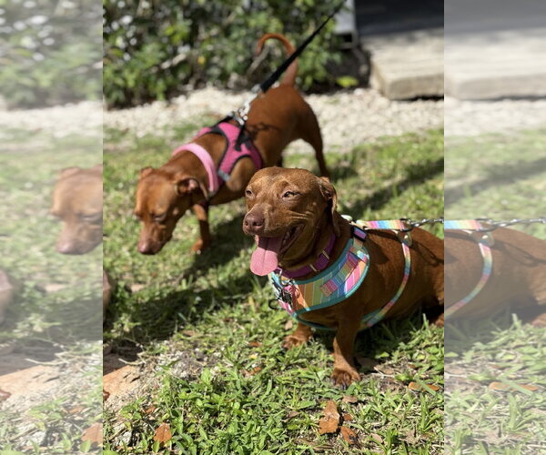 Medium Photo #1 Dachshund Puppy For Sale in Fruitland, SC, USA