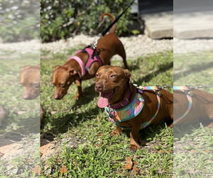 Dachshund Dogs for adoption in Fruitland, SC, USA