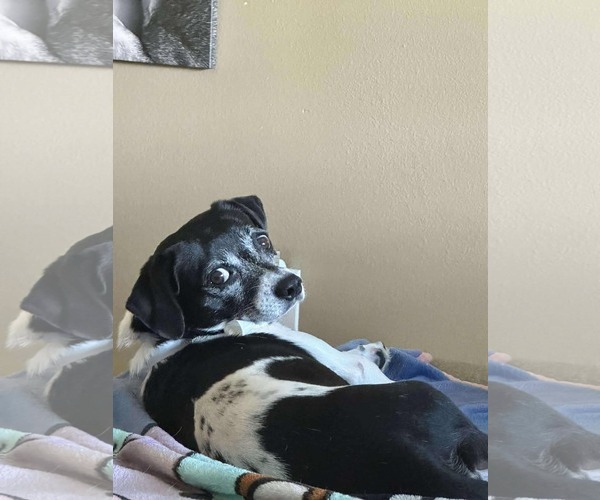 Medium Photo #4 Rat-Cha Puppy For Sale in Princeton, MN, USA