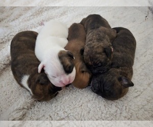 Boxer Puppy for Sale in BRIGHTON, Colorado USA