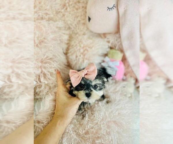 Medium Photo #9 Yorkshire Terrier Puppy For Sale in SAINT PETERSBURG, FL, USA
