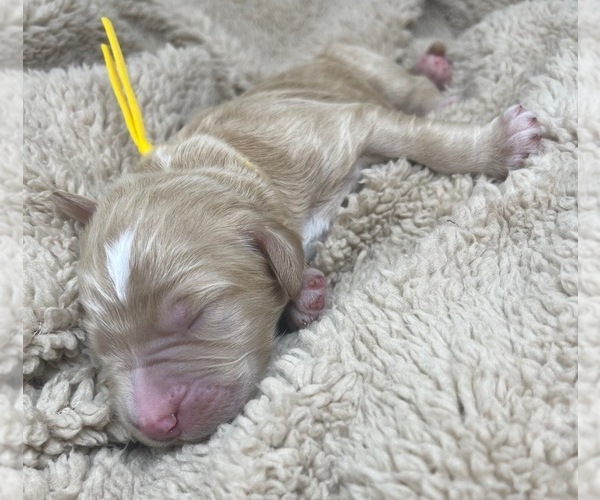 Medium Photo #39 Goldendoodle Puppy For Sale in PIERSON, FL, USA