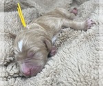 Small Photo #39 Goldendoodle Puppy For Sale in PIERSON, FL, USA