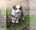 Small Photo #12 Miniature American Shepherd Puppy For Sale in GARYSBURG, NC, USA