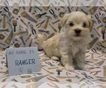 Small Photo #49 Maltipoo (Miniature) Puppy For Sale in BROOKFIELD, MO, USA