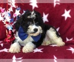 Small Photo #6 Cockalier-Poodle (Miniature) Mix Puppy For Sale in EAST EARL, PA, USA